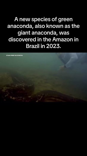 New Giant Anaconda Species Discovered in Brazil