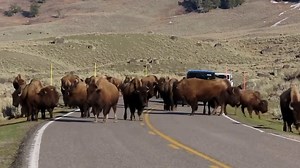 Bison herd holds up traffic at Yellowstone National Park