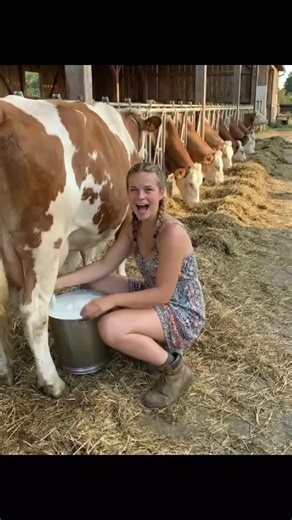 Milking Cows by Hand on a USA Farm