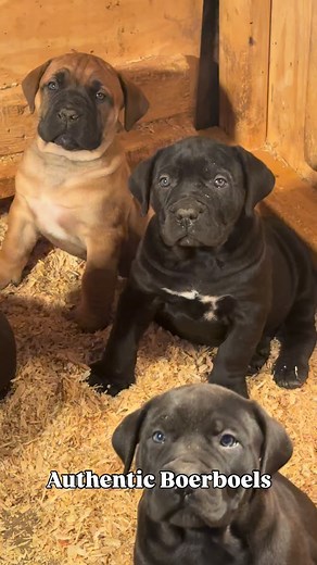 🐾Welcome to Authentic Boerboels Looking for a loyal companion with a lifetime of love and protection? Look no further! Our authentic Boerboel puppies are the epitome of quality, health, and loyalty. Here’s why you should choose our Boerboels: ✅ Quality and Health Checked: Our Boerboels undergo rigorous health checks to ensure their well-being and exceptional quality. ✅ NABBR Registered: Each of our Boerboel puppies is NABBR registered, a stamp of authenticity and assurance from recognized breed