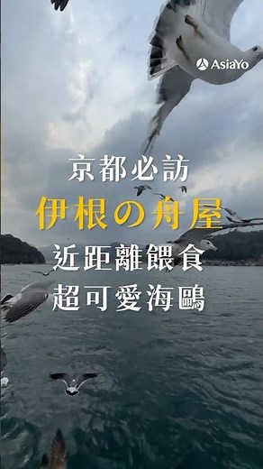 關西自由行必訪！京都景點伊根舟屋超特別＋超親人小海鷗餵食體驗🕊️💙 #關西旅遊 #京都旅遊 #京都自由行 #京都