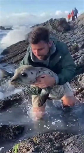 Seal Pup Rescue Turns Into a Barracuda Ambush in the Shallows 😳