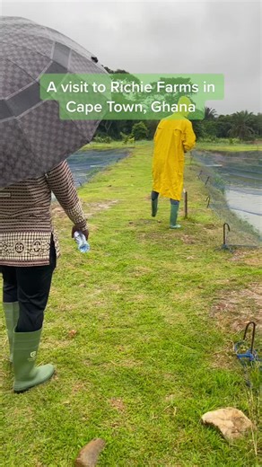 A visit to one of many fish farms in Ghana #fishfarming #aquaculture #greenagventure #salonetiktokers🇸🇱🇸🇱🇸🇱🇸🇱