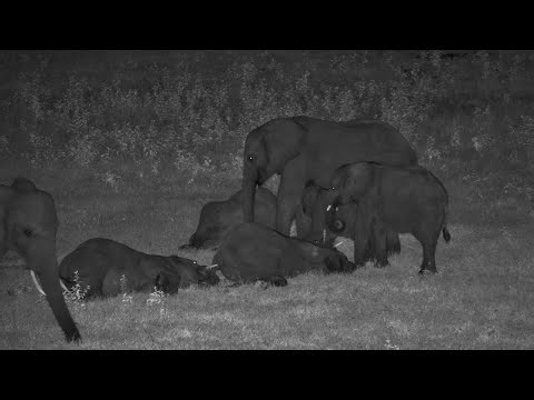 Elephant Snuggle Party