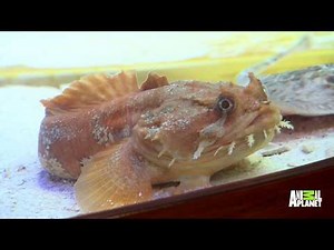 Anthony Davis Has A New Tank Full Of Exotic Fish | Tanked