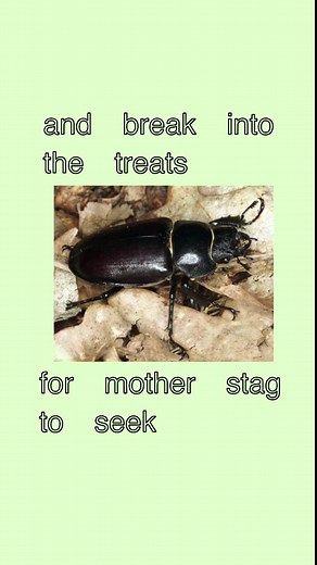 Understanding the Greater Stag Beetle: Lucanus cervus