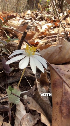 The beautiful native bloodroot, a great spring flower