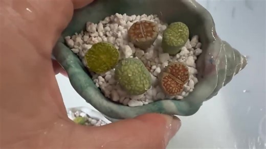 Lithops Stone Plants in Handmade Cement Shell Shaped Planters - Etsy