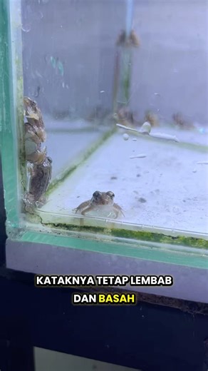 How to keep frogs so they don't die #chanan #snakehead