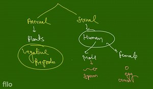 8.3.3 (a) Male Reproductive System The male reproductive system... | Filo