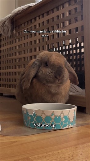 Thanks 😂 He’s the cutest little thing 😭 #rabbitsoftiktok #petrabbit #petsoftiktok #asmr