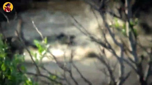 15 Agonizing Moments That Show How Brutal Wolves Can Be When They Are Hungry