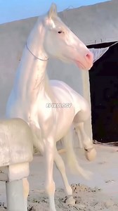 7.9M views · 121K reactions | Akhal teke #science #sciencefacts # facts #horse | Epixology | Facebook