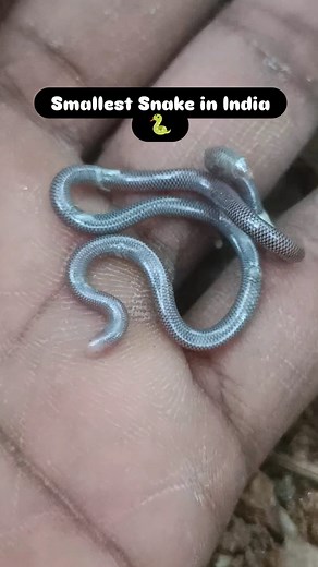 Smallest Snake in Indian 🐍 Brahminy Blind Snake 🐍 Non Venomous 🐍 | Snakes Karthick