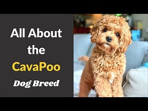 A to Z Guide about Cavapoo dog breed | Size, Behavior, Training and Temperament |