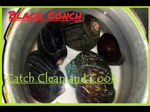 CONCH {Catch Clean and Cook} | River Conch | Black conch | Local Trinidad dish 🇹🇹