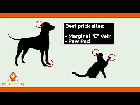 Collecting a blood sample for the Pet Control HQ Blood Glucose Meter: A Guide for Cats and Dogs