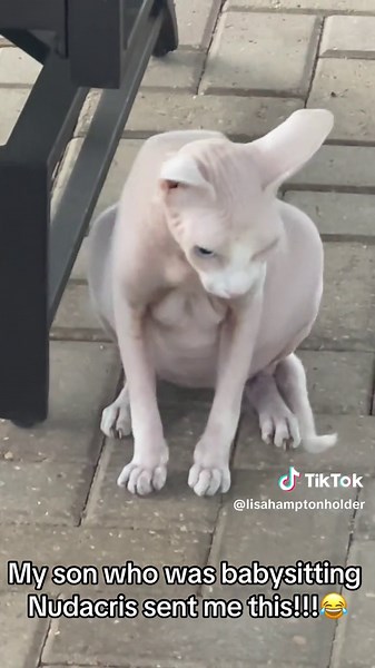 Nudacris the Cat: A Hilarious Shopping Adventure