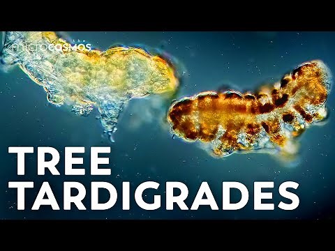 Some Water Bears Live on Land