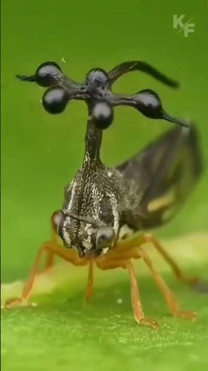 These Bugs Look Like Aliens —Nature Went Too Far! 😱🦟