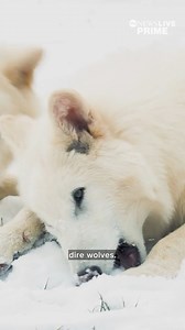 10K views · 61 reactions | Remember dire wolves from HBO hit show "Game of Thrones?" A group of bioscientists claim they have recreated the extinct species — which would be a first for humanity. Mireya Villarreal has more of this story, streaming tonight on ABC News Live. | ABC News Live | Facebook