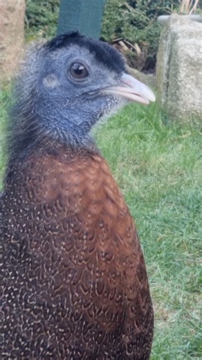 The Argus Pheasant male is in fine voice. He's known as the Woo Woo Bird by some of our visitors 🙂 Video clip by Director Alison | Paradise Park