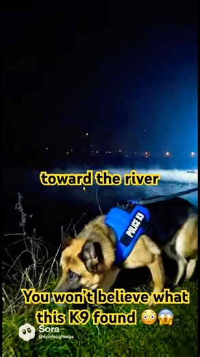 K9 Hero: What Sora Found Will Give You Chills sora heard what no one could #rescue #dogrescue