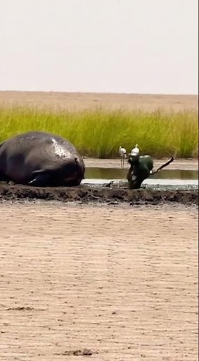 Leopard Bites Hippo Tail - ALL Spots VANISH Forever! 😱 #shorts #destroyed #wildlife