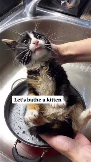 @Cat Bath Fails Hilarious Moments!#fyp #laugh #c