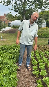 Watering, examples of vegetables at different stages of growth and how much I give or don’t give them water. Soil is much drier than usual and it’s unlikely you have enough water to fully wet it so it might be a case of maintenance rations through summer, especially in Southeastern UK. Three years ago we had a very dry summer and it was followed by a wet September, when plants recovered amazingly well, as long as they were still alive! No dig is helping a lot through the surface mulch of compost