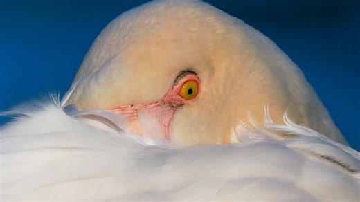 Close-Up of Flamingo's Pink Feathers