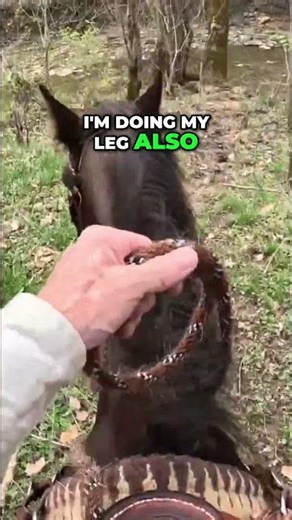 Horse Training: Creek Riding In The Traditional Hackamore #shorts