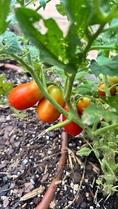 35 reactions | Summer Harvest - Tomato’s Peppers Figs even some peaches can’t want for my citrus and papaya later in the season | Johnny Hernandez | Facebook