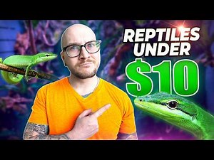 The Best Pet Reptiles For UNDER $10