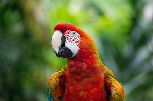 On the dangers of stochastic parrots
