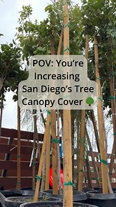 2.8K views · 87 reactions | Our City's Urban Forestry Program is...