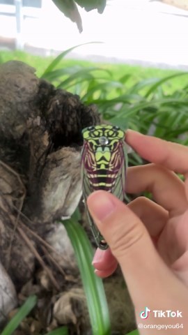 Mini Folding Knife for Outdoor Adventures