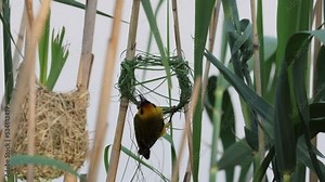 South African Southern masked weaver yellow bird weaving and building a new nest in reeds over water