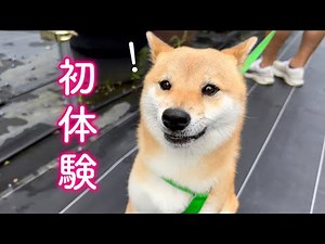 This adorable Shiba Inu is shocked by his first experience