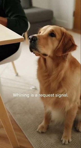 ‎Why Dogs Whine and What They Want
