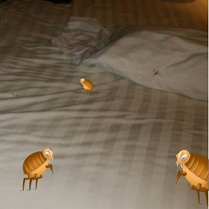 Como Eliminar las Pulgas de la Cama - 7 Remedios Caseros   6 Consejos