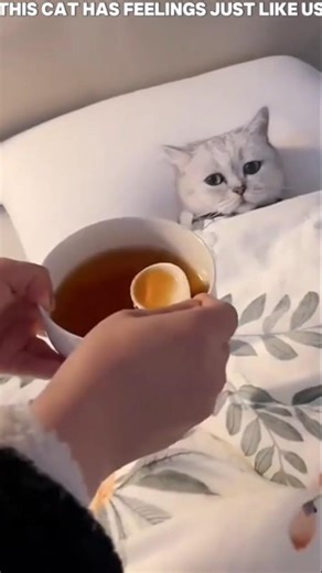 Proof That Cats Have Feelings Just Like Us 🥺"