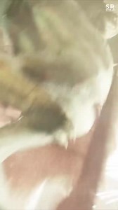 45K views · 643 reactions | Assassin predator best scene | The Predator 2018 Movie | C4K Studio | Facebook