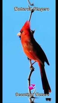 World's Cutest Singing Birds | Natural Singers with Adorable Voices