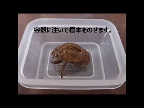 樹脂包埋標本を作る