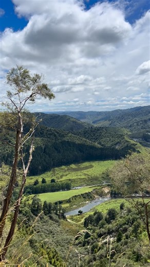 In the far flung reaches of a South Taranaki mānuka forest, our girls are busy crafting rich, treacly honey from the nectar of the mānuka bush. Our beekeepers check in regularly, gently monitoring each hive as harvest day draws nearer 🍯 | Egmont Honey