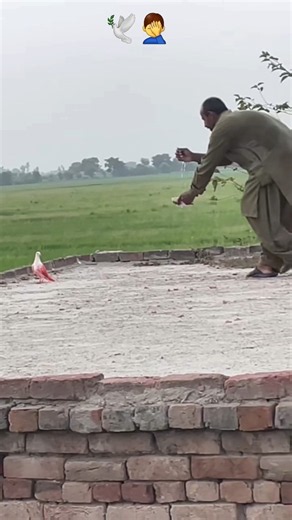 Chiri mari pigeon kabutar 🕊🤦‍♂️