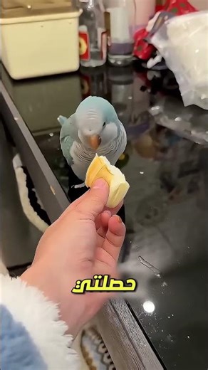 كل ما أرادته هو إطعام حيواناتها 😢