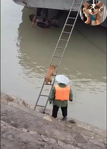 64K views · 5K reactions | Omg amazing dog  | Pets Talent | Facebook