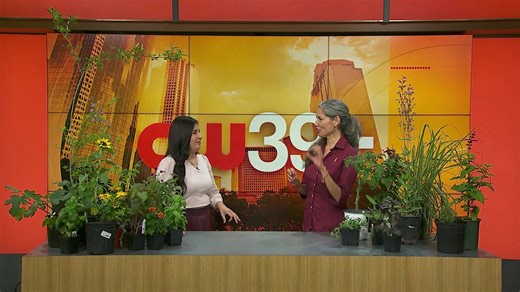 Square-foot and intensive gardening: The pros and cons | Gardening Together